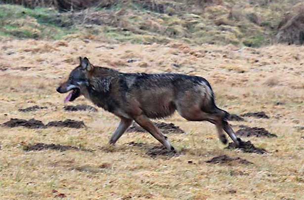 Wolf im Westerwald - Foto: NABU/U. Stadler. 
