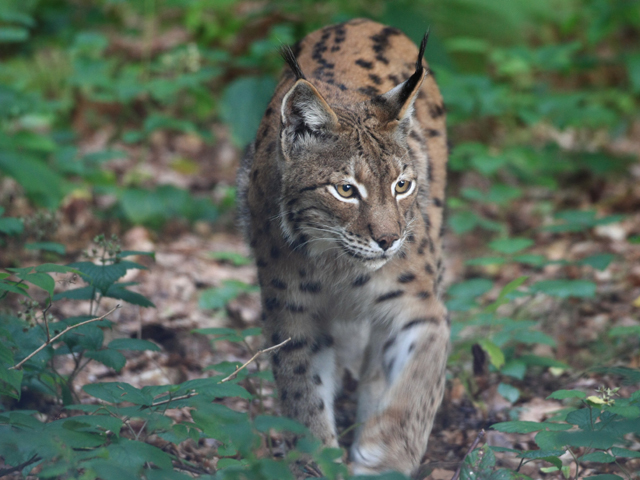 Luchs_(c) Jörg Pukownik Luchs c Jörg Pukownik