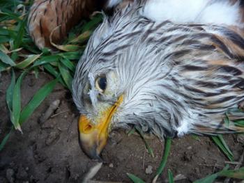 Vergifteter Rotmilan / © Komitee gegen den Vogelmord e.V