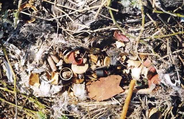 © Steven Siegel/Marine Photobank