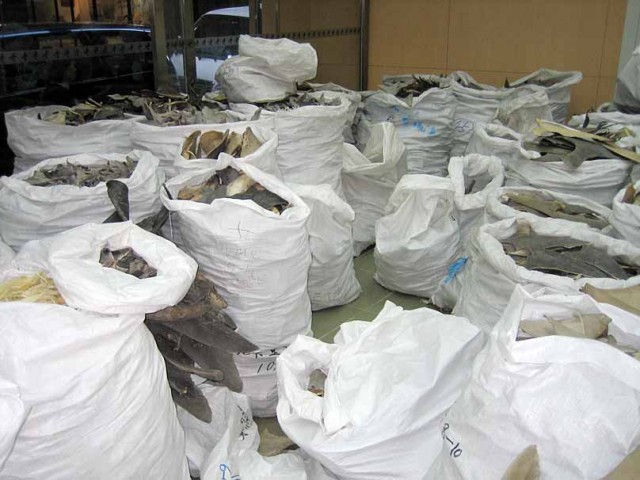 © Jessica King, Marine Photobank © Jessica King, Marine Photobank