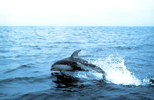 Atlantic-white-sided-dolphin-NOAA Atlantic white sided dolphin NOAA
