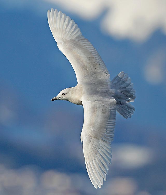 130128 MM Polarmoewe Aeschlimann Ruedi 2