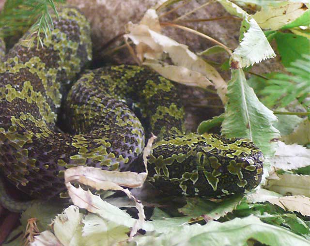 Trimeresurus mangshanensis / Mangshan-Viper. © Tim Vickers Trimeresurus mangshanensis