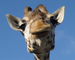 Wildtiere im Zirkus VIER PFOTEN