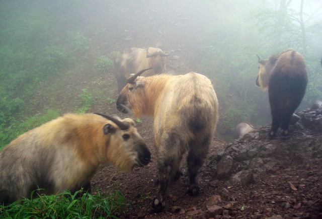 Takin (Budorcas taxicolor) captured in An Zi He, Sichuan, China. © WWF / Peking University