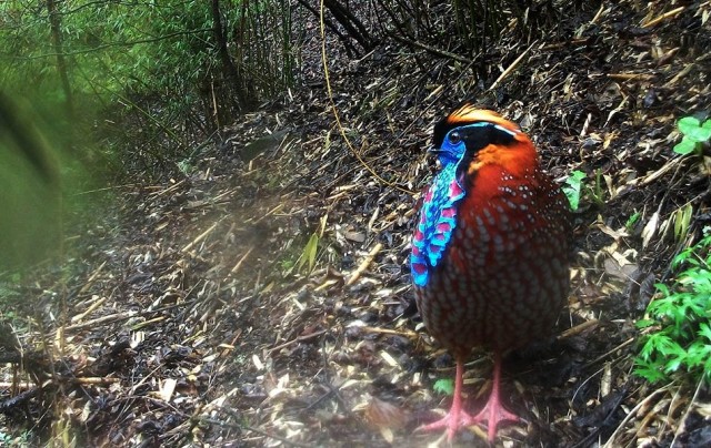 Temminck's tragopan (Tragopan temminckii) captured in Wang Lang, Sichuan. © WWF / Peking University