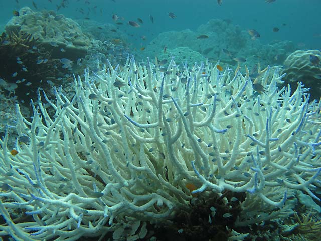Die Ozeanversauerung führt dazu, dass Korallen die Energie für die Bildung ihres Kalkskeletts ausgeht. Foto: Gertraud Schmidt, Alfred-Wegener-Institut 05232010 Acropora nachher 007 GSchmidt p