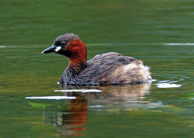 n der Schweiz brüten immer weniger Zwergtaucher. Deshalb musste der heimliche Wasservogel auf die Rote Liste gesetzt werden. (Foto: © Ruedi Aeschlimann) MM 130702 Zwergtaucher Aeschlimann Ruedi