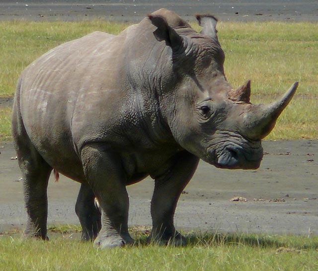 White Rhino Lake Nakuru c ryan harvey