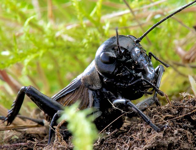 Gryllus campestris 1 Fabian Biasio