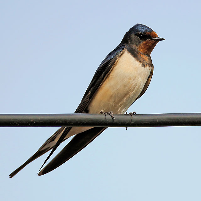 Rauchschwalbe_Aeschlimann