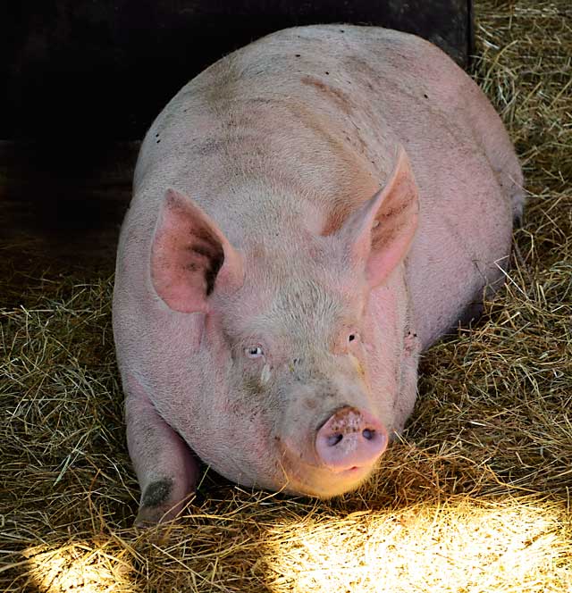Schwein in Offenstall-Haltung / © GreenConnect Schwein in Offenstall-Haltung / © GreenConnect
