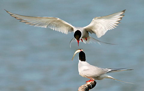 2_140930_Paar_Kuestenseeschwalbe_R_Aeschlimann