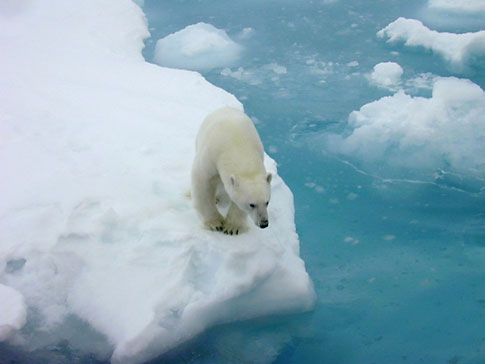 Polar-bear_c_Kathy_Crane_NOAA