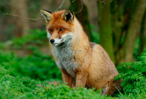 fox_british_wildlife_centre_Newchapel_p_trimming