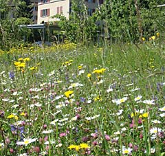 Garten_SVS_Blumenwiese