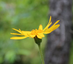 Echte_Arnika_-_Arnica_montana