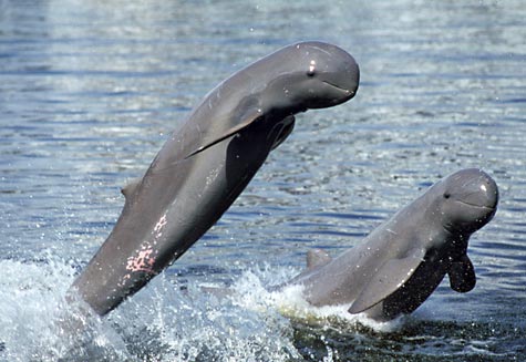 The construction of the Don Sahong dam threatens a key population of the endangered Irrawaddy dolphin.  © Roland Seitre / WWF 