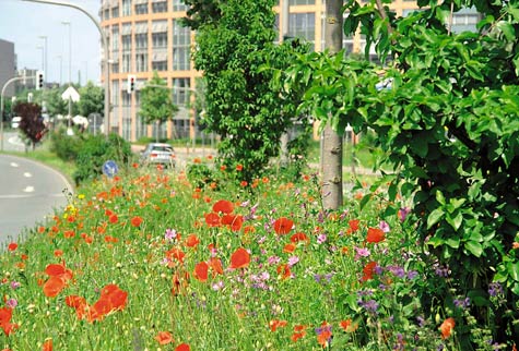 Etwas für Bienen und fürs Auge: In Münster unterdrücken Wildblumen unliebsames Unkraut. Quelle: Stadt Münster