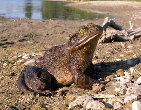 Ochsenfrosch_c_Hubert_Laufer