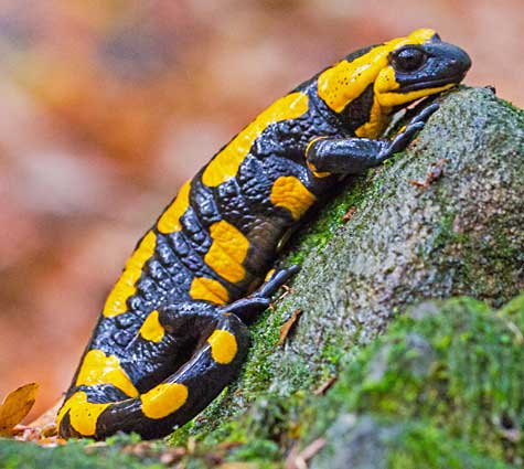 Feuersalamander in Bayern vor dem Aussterben 1 Feuersalamander_Hans_Peter_Schoenecker