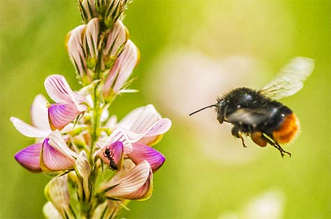 Hummel_c_UFZ_A_Künzelmann