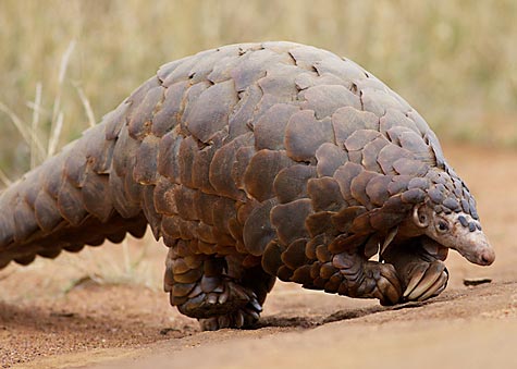 scaly_anteater_ground_pangolin