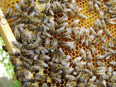 maifest karls 140506 6 en