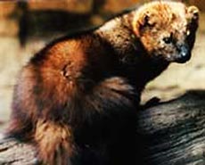 pacific fisher