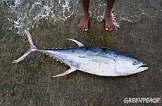 a yellow fin tuna sits on the 230