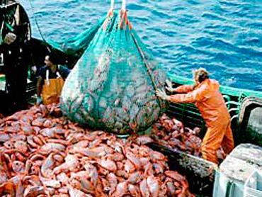 260 HI 109842 afma.gov .au px260 e1547151782856 350