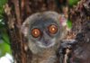 Close-ups of a species of fork-marked lemur believed to be new to science. © Conservation International/ photo by Russell A. Mittermeier