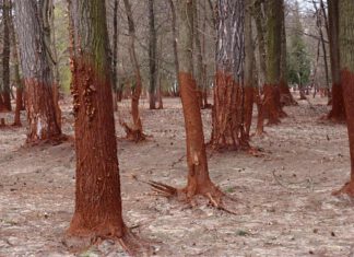 Bäume durch giftigen Rotschlamm verfärbt © WWF