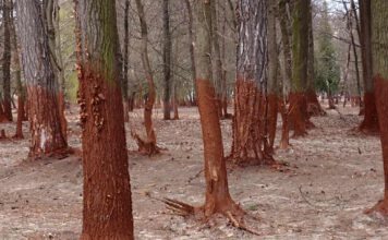 Bäume durch giftigen Rotschlamm verfärbt © WWF