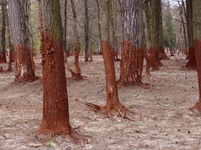 Baeume durch giftigen Rotschlamm verfaerbt c WWF 1000