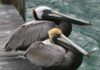 Brown Pelicans © Gary Smyle / American Bird Conservancy