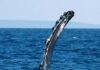 © John J. Mosesso The fin of a Humpback whale above the water's surface (Hawaii 2003)