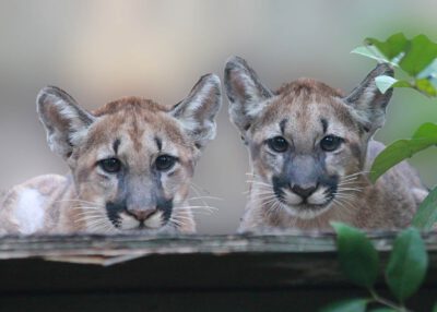 These two young Florida panthers were raised at White Oak and eventually released back into the wild after their mother was found dead in Collier County, Florida © Michaelstone428 (CC BY-SA 3.0)