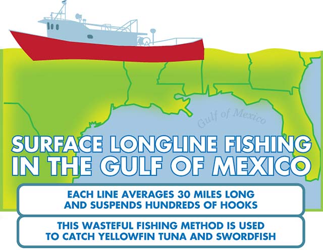 Now is the Time to Help Bluefin Tuna in the Gulf of Mexico ...