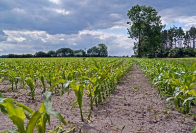 589723 R B by Erich Westendarp pixelio