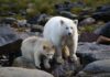 Spirit Bear Lodge - Klemtu (BC) © Maximilian Helm