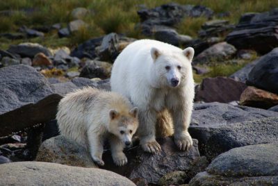 Spirit Bear Lodge - Klemtu (BC) © Maximilian Helm