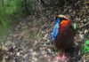 Temminck's tragopan (Tragopan temminckii) captured in Wang Lang, Sichuan. © WWF / Peking University