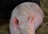 Schwein in Offenstall-Haltung / © GreenConnect