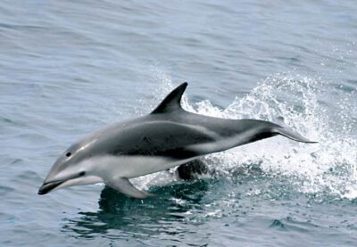 Illegale Delfinjagd vor der Küste Perus 1 Lagenorhynchus_obscurus_c_NOAA