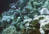 Compared to healthy coral, which appear in shades of purple and gold, bleached coral on the Great Barrier Reef appear bone white. (Image credit: Mia Hoogenboom, for ARC Centre of Excellence for Coral Reef Studies.)