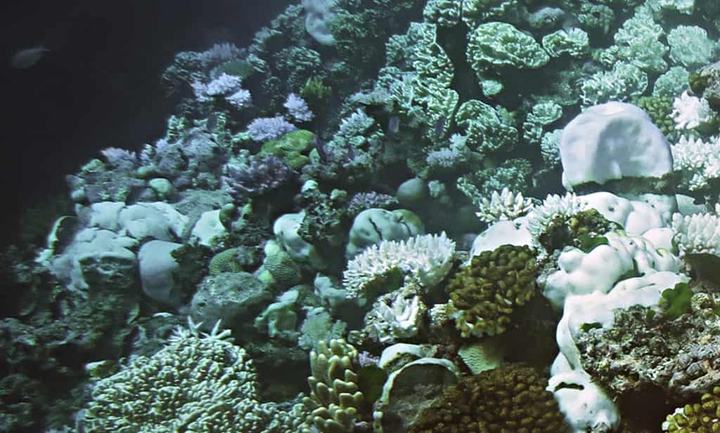 Coral bleaching threat increasing in western Atlantic and Pacific oceans 1 Compared to healthy coral, which appear in shades of purple and gold, bleached coral on the Great Barrier Reef appear bone white. (Image credit: Mia Hoogenboom, for ARC Centre of Excellence for Coral Reef Studies.)