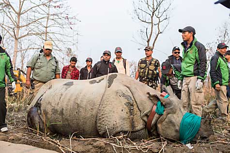 05_rhino_translocation