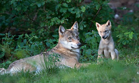 A 24 17 Wolf mit Welpe Marcus Bosch LBV